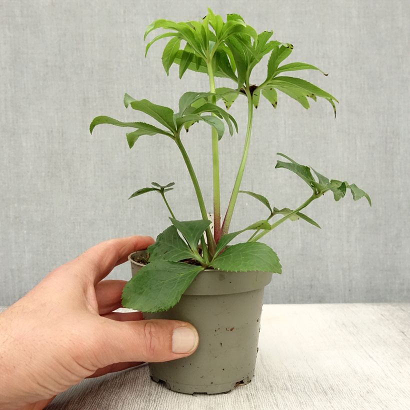 Spécimen de Hellébore torquatus Party Dress Hybriden Pot de 12 cm / 13 cm tel que livré en automne