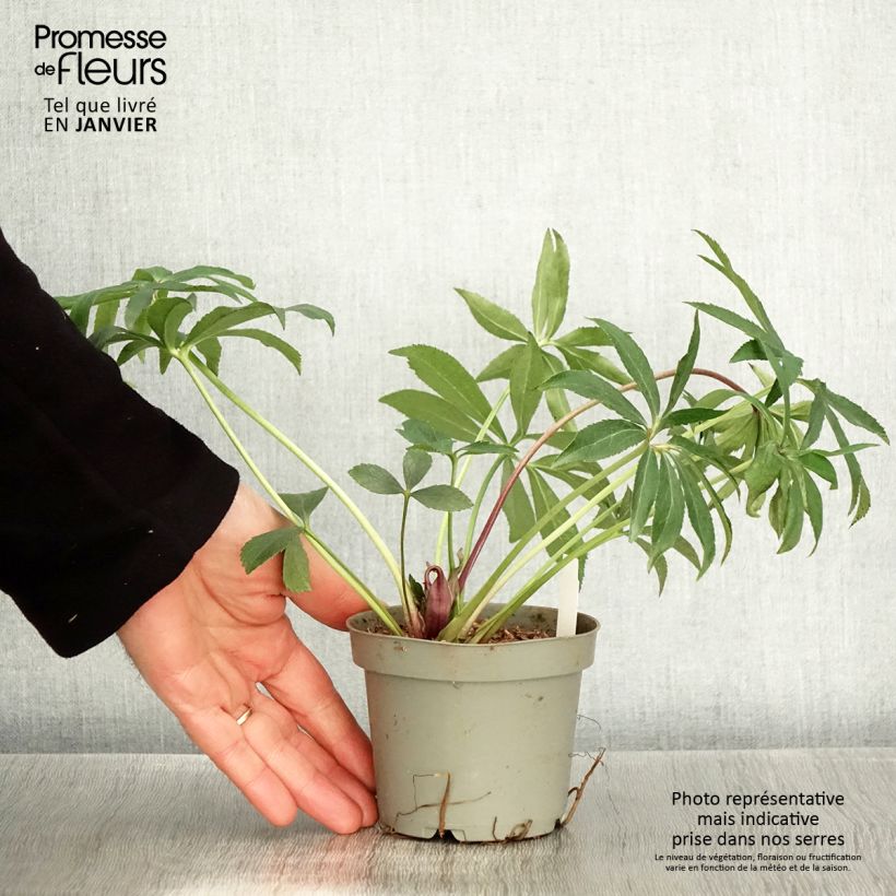 Spécimen de Hellébore torquatus Party Dress Hybriden Pot de 12 cm / 13 cm tel que livré en hiver