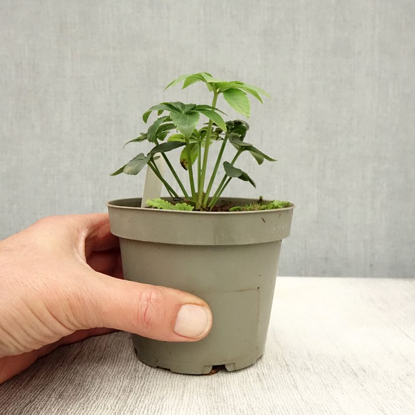 Spécimen de Hellébore torquatus Pot de 12 cm / 13 cm tel que livré en automne