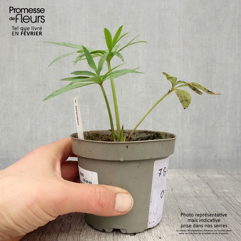 Spécimen de Hellébore torquatus Pot de 12 cm / 13 cm tel que livré en hiver