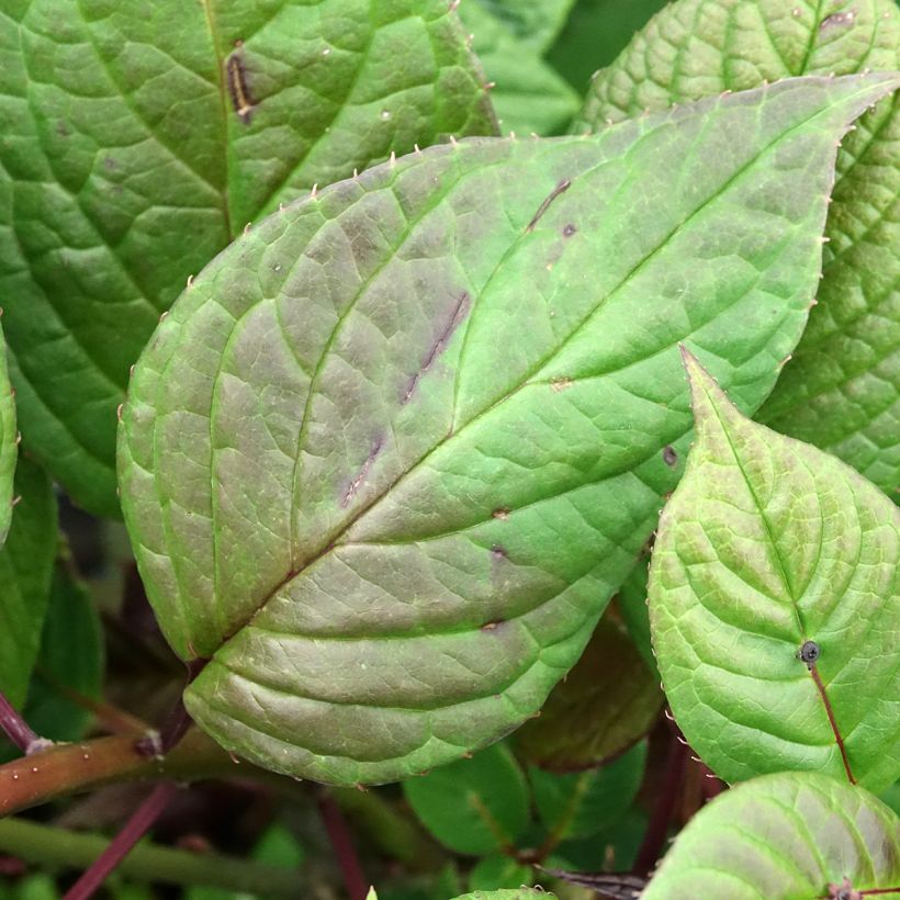 Helwingia japonica femelle (Feuillage)