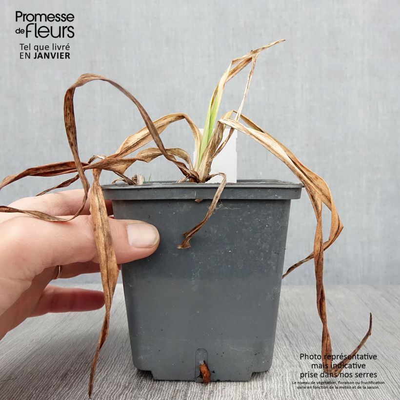 Spécimen de Hémérocalle Alaqua - Lis d'un jour beige rosé à macule pourpre Pot de 1L/1,5L tel que livré en hiver