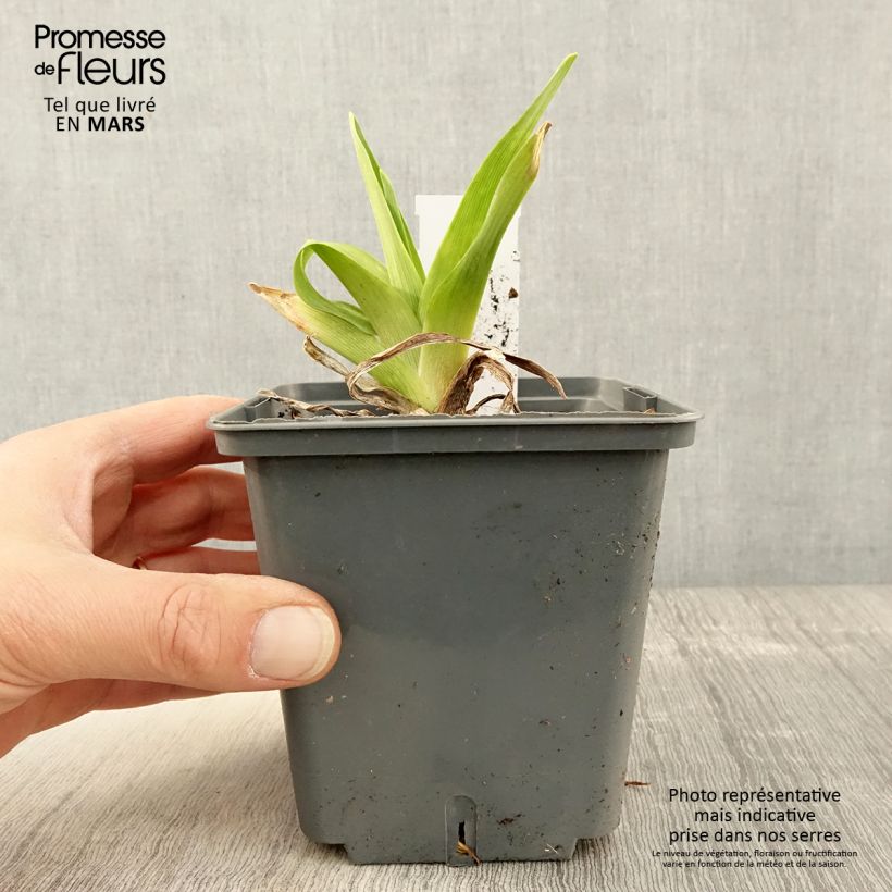 Spécimen de Hémérocalle Alaqua - Lis d'un jour beige rosé à macule pourpre Pot de 1L/1,5L tel que livré au printemps