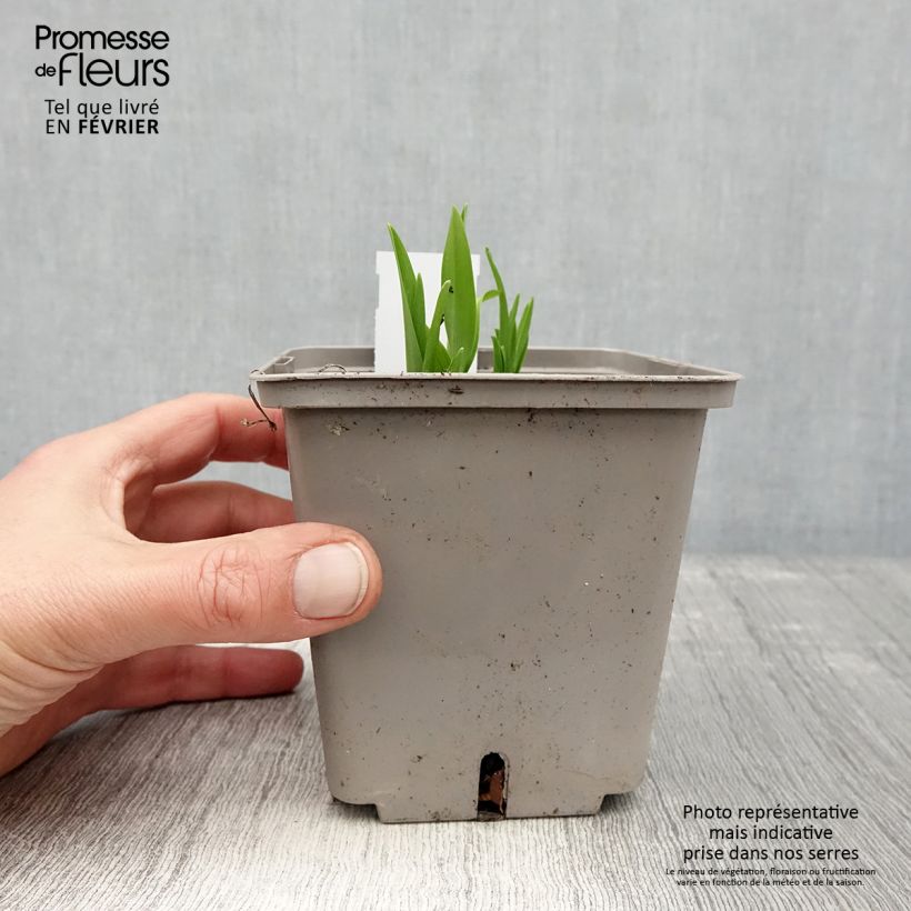 Spécimen de Hémérocalle Amerstone Amethyst Jewel - Lis d'un jour Pot de 1L/1,5L tel que livré en hiver