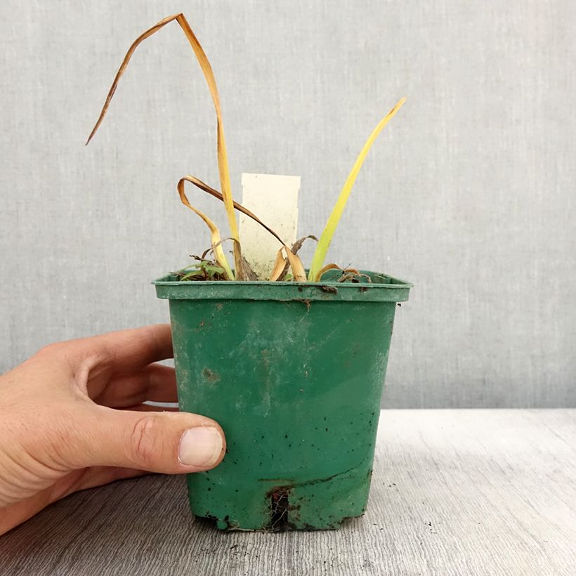Spécimen de Hémérocalle Arctic Snow - Lis d'un Jour blanc Pot de 1L/1,5L tel que livré en automne