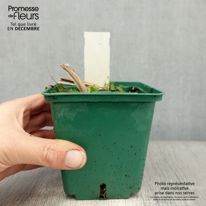 Spécimen de Hémérocalle Arctic Snow - Lis d'un Jour blanc Pot de 1L/1,5L tel que livré en hiver