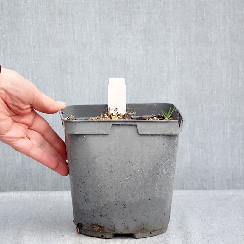 Spécimen de Hémérocalle Bakabana - Lis d'un jour jaune d'or Pot de 2L/3L tel que livré en hiver