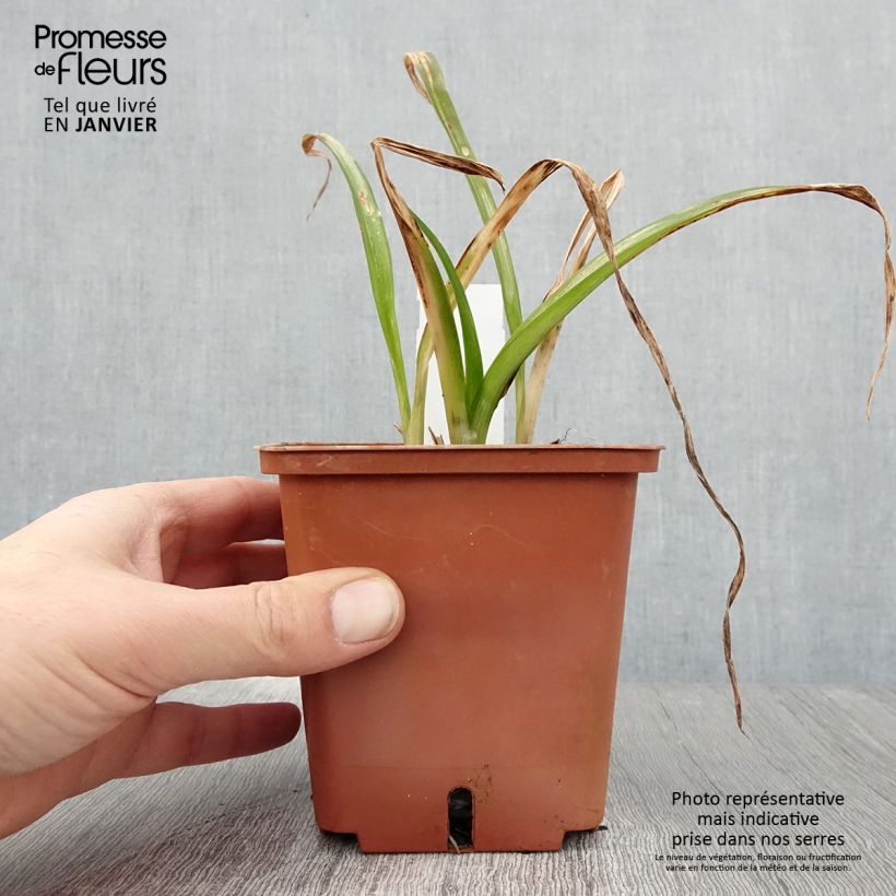 Spécimen de Hémérocalle Barbara Mitchell - Lis d'un Jour rose dragée, gorge verte. Pot de 1L/1,5L tel que livré en hiver