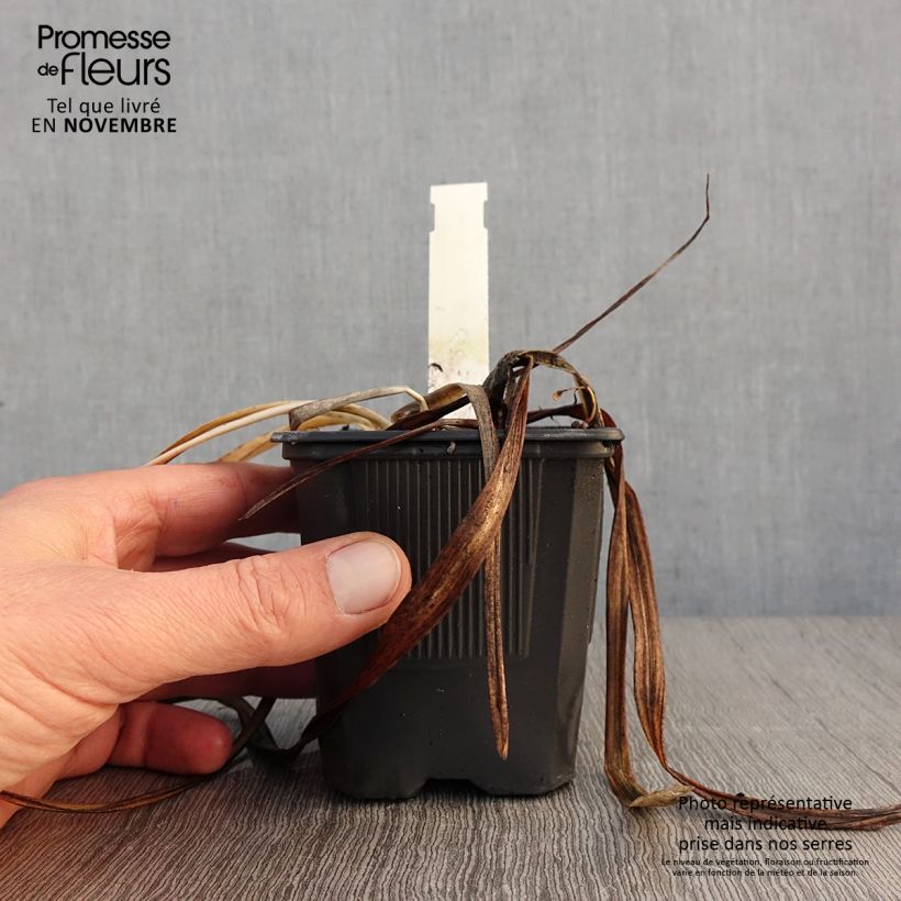 Spécimen de Hémérocalle By Myself - Lis d'un Jour Godet de 8/9 cm tel que livré en automne