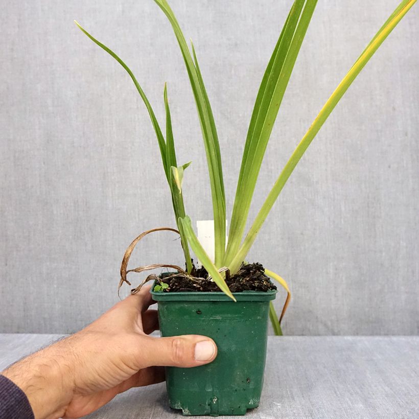 Spécimen de Hémérocalle Charles Johnson - Lis d'un Jour Pot de 1L/1,5L tel que livré en automne