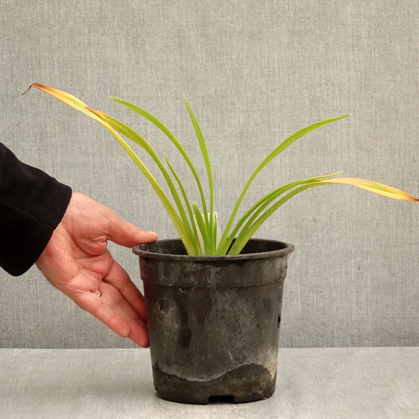 Spécimen de Hémérocalle Chicago Sunrise - Lis d'un jour Pot de 2L/3L tel que livré en automne