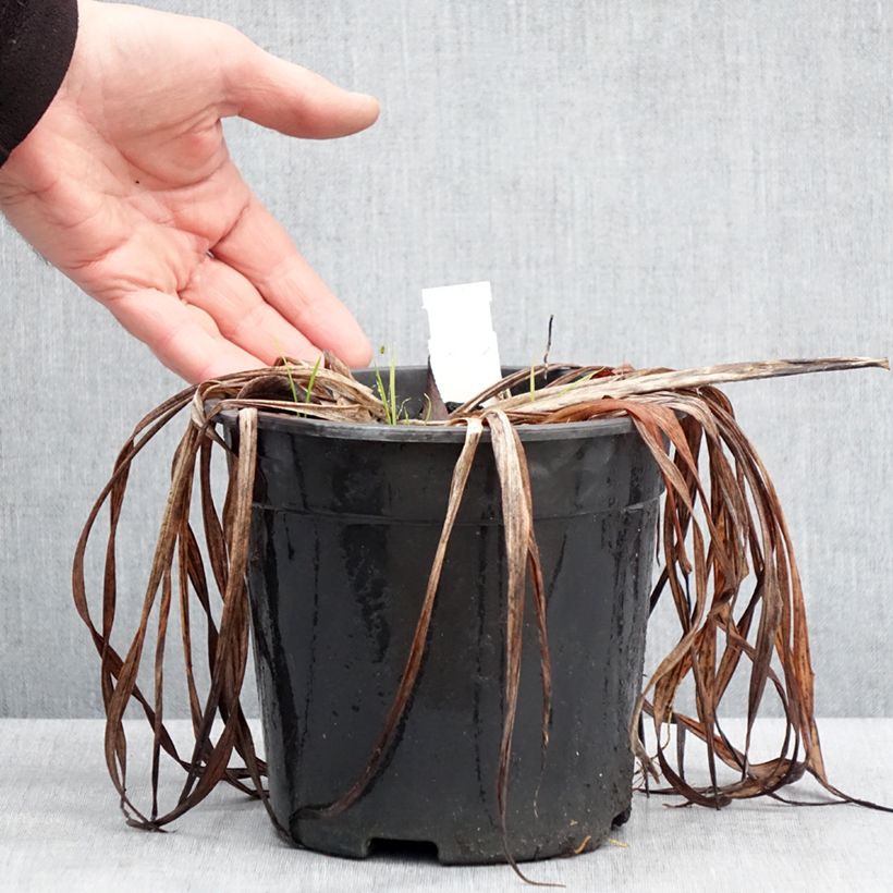 Spécimen de Hémérocalle Chicago Sunrise - Lis d'un jour Pot de 2L/3L tel que livré en hiver