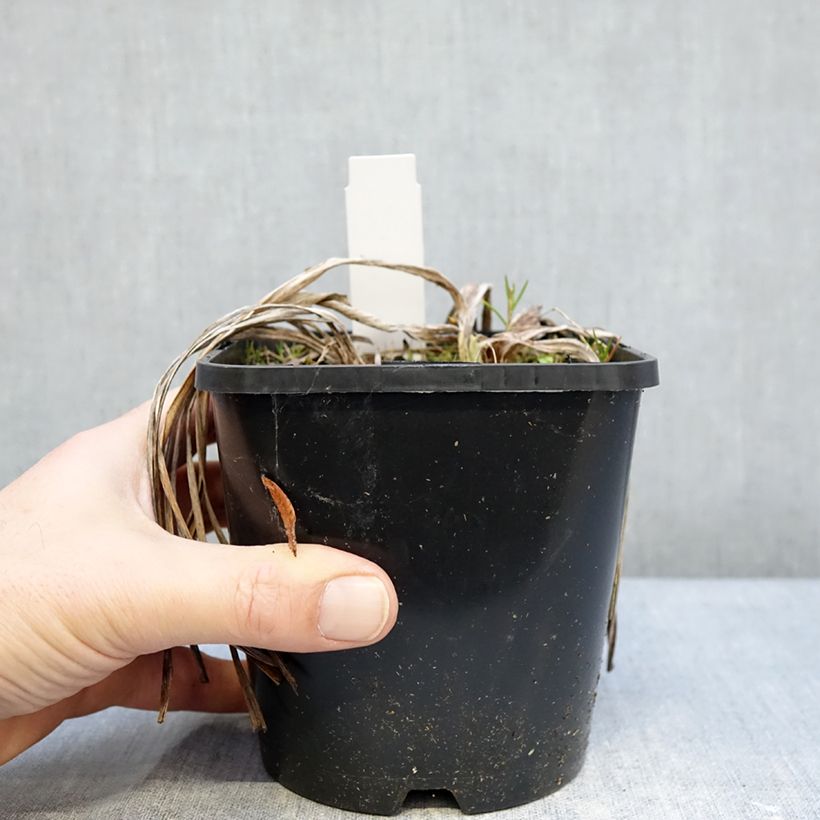 Spécimen de Hémérocalle citrina - Lis d'un Jour Pot de 1,5L/2L tel que livré en hiver