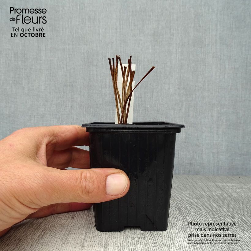 Spécimen de Hémérocalle Corky - Lis d'un jour Godet de 8/9 cm tel que livré en automne