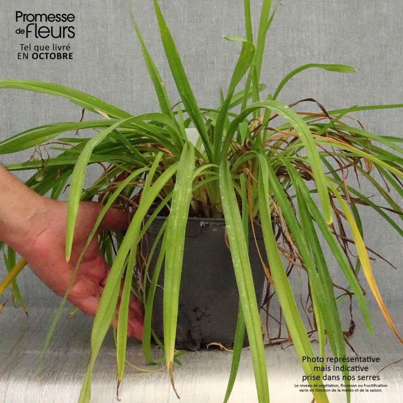 Spécimen de Hémérocalle Crimson Pirate - Lis d'un Jour rouge vif Pot de 2L/3L tel que livré en automne