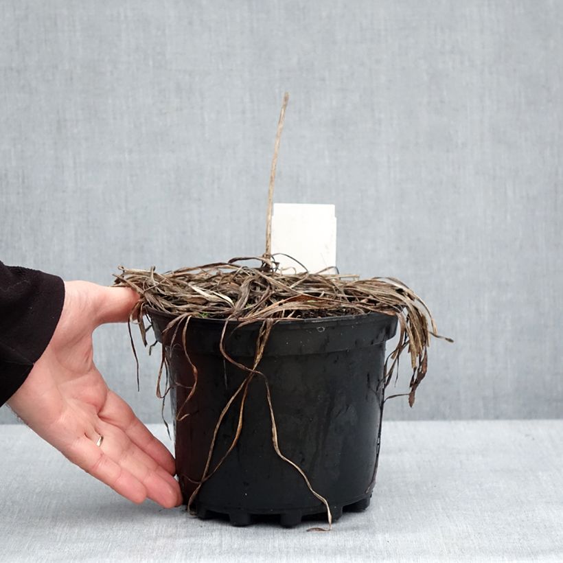 Spécimen de Hémérocalle Crimson Pirate - Lis d'un Jour rouge vif Pot de 2L/3L tel que livré en hiver