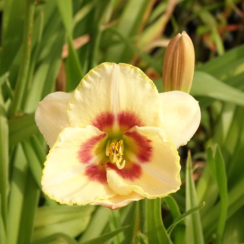 Hémérocalle Custard Candy - Lis d'un jour jaune et crème (Floraison)