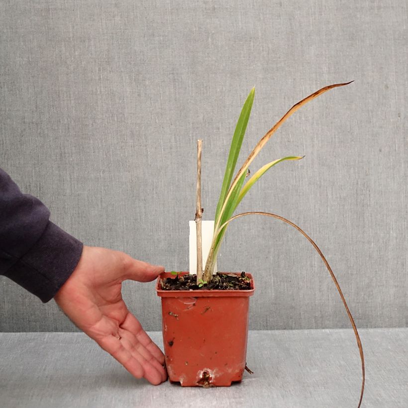 Spécimen de Hémérocalle Daring Deception - Lis d'un jour Pot de 1L/1,5L tel que livré en automne