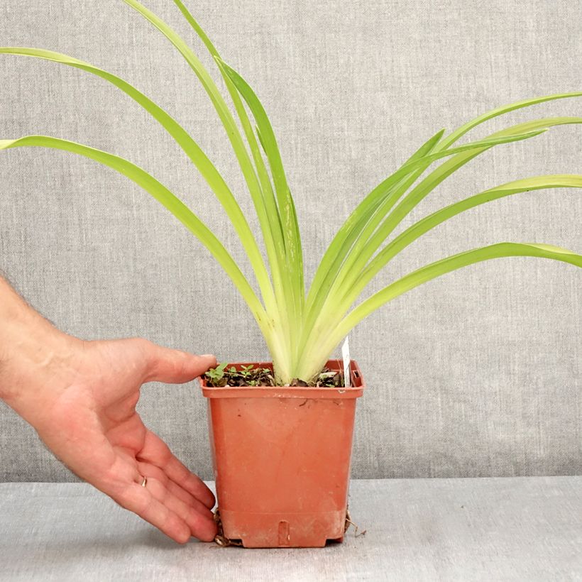 Spécimen de Hémérocalle Daring Deception - Lis d'un jour Pot de 1L/1,5L tel que livré en été
