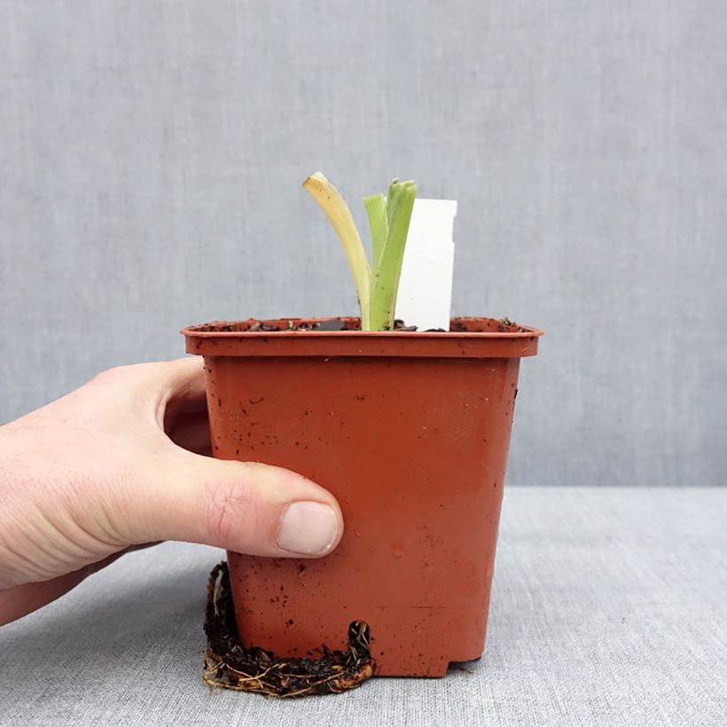 Hemerocallis Daring Deception - Emerocallide Vaso da 1L/1,5L esemplare consegnato in inverno