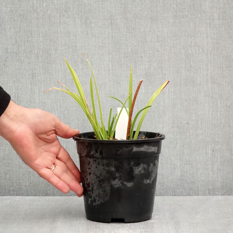 Spécimen de Hémérocalle Double Dream - Lis d'un Jour Pot de 2L/3L tel que livré en automne