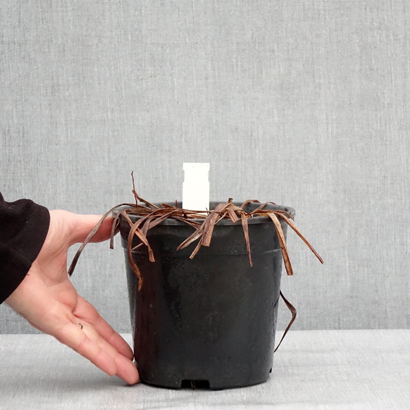 Spécimen de Hémérocalle Double River Wye - Lis d'un jour jaune citron Pot de 2L/3L tel que livré en hiver