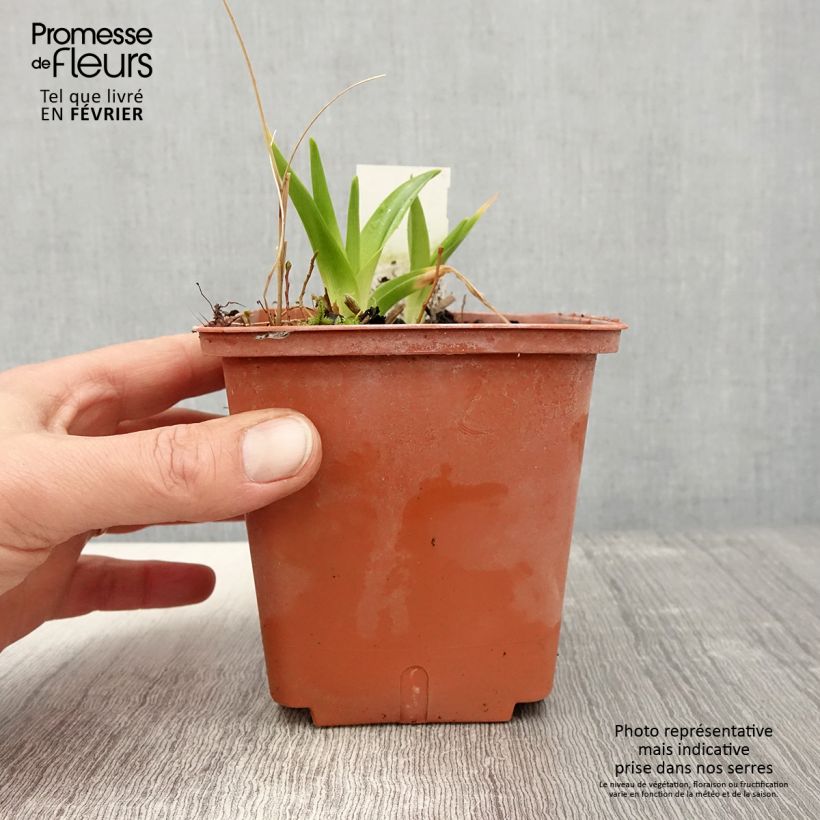 Spécimen de Hémérocalle Dream Legacy - Lis d'un jour Pot de 1L/1,5L tel que livré en hiver