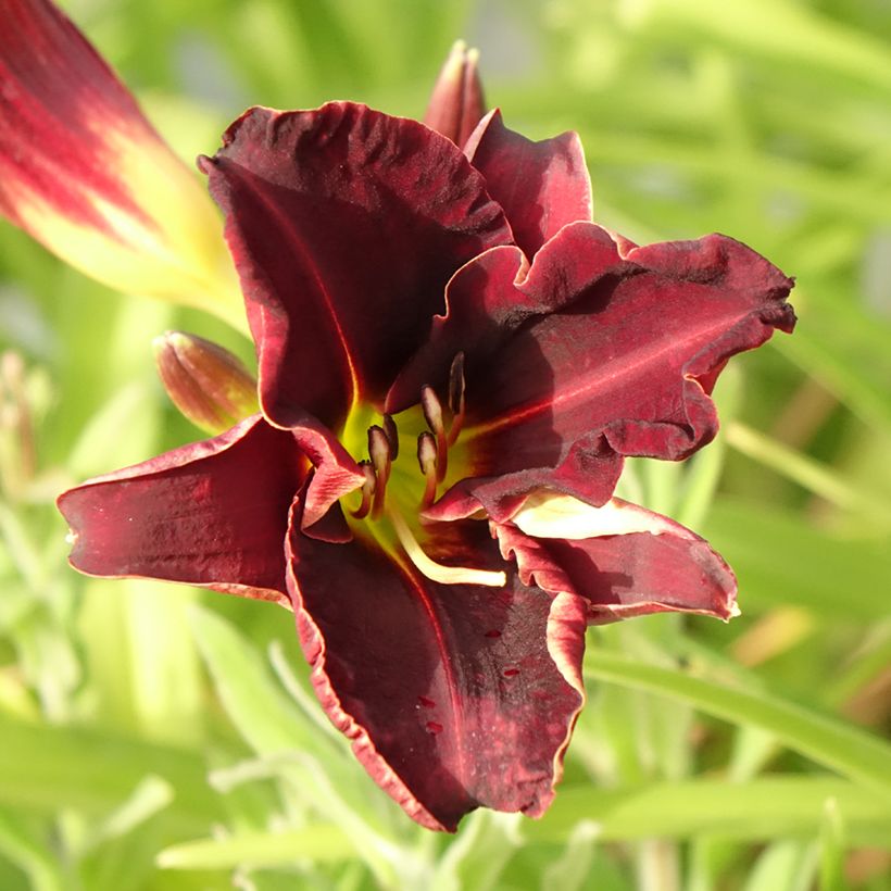 Hémérocalle Ed Murray - Lis d'un Jour rouge à centre jaune (Floraison)