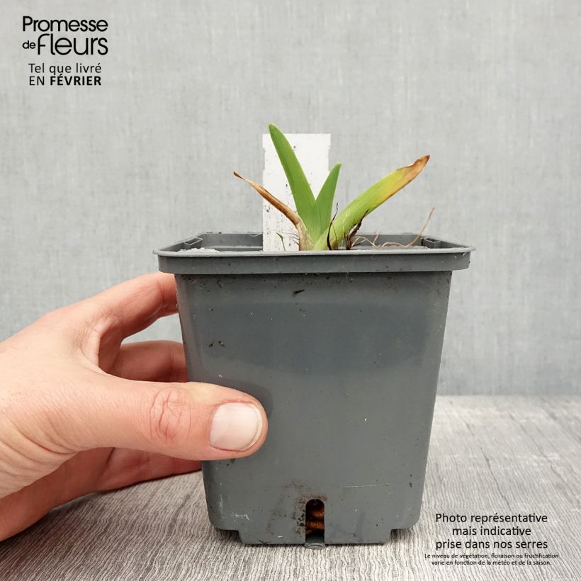 Spécimen de Hémérocalle Enchanted Forest - Lis d'un jour Pot de 1L/1,5L tel que livré en hiver