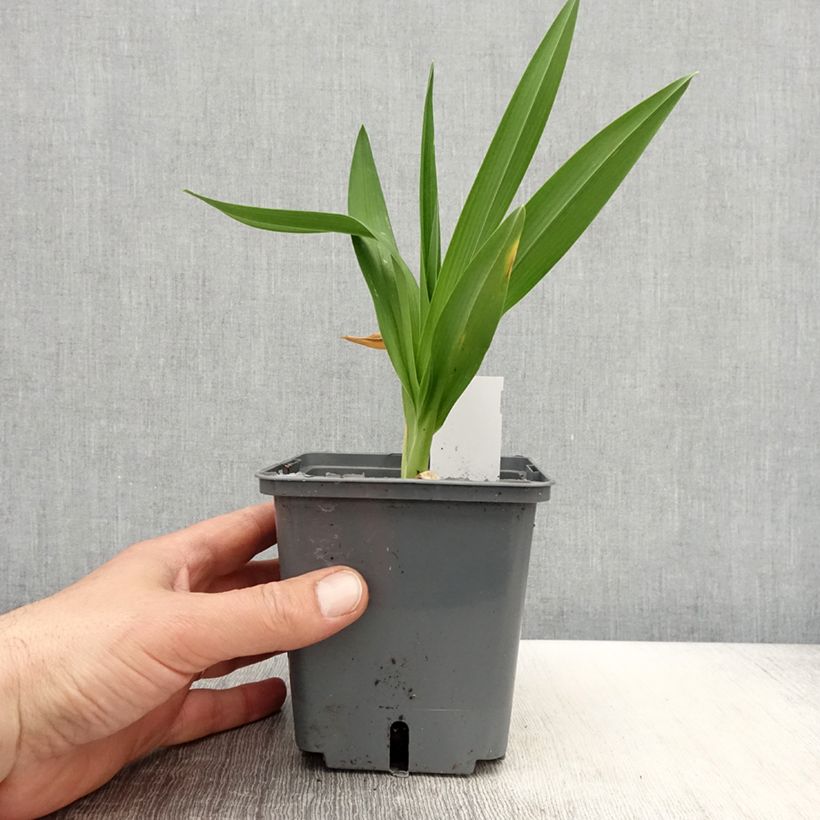 Spécimen de Hémérocalle Enchanted Forest - Lis d'un jour Pot de 1L/1,5L tel que livré au printemps