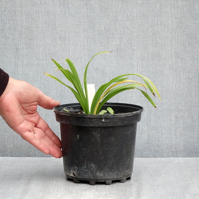 Spécimen de Hémérocalle Everydaylily Bronze - Lis d'un jour Pot de 2L/3L tel que livré en automne