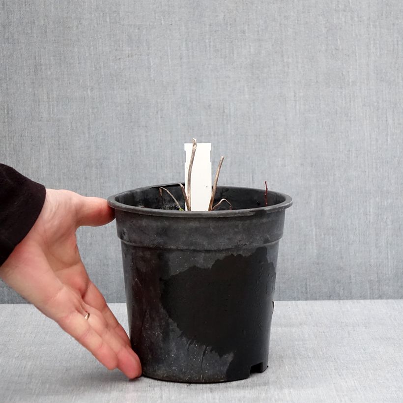 Spécimen de Hémérocalle Everydaylily Bronze - Lis d'un jour Pot de 2L/3L tel que livré en hiver