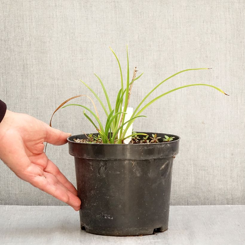 Spécimen de Hémérocalle Everydaylily Cerise - Lis d'un jour Pot de 2L/3L tel que livré en automne