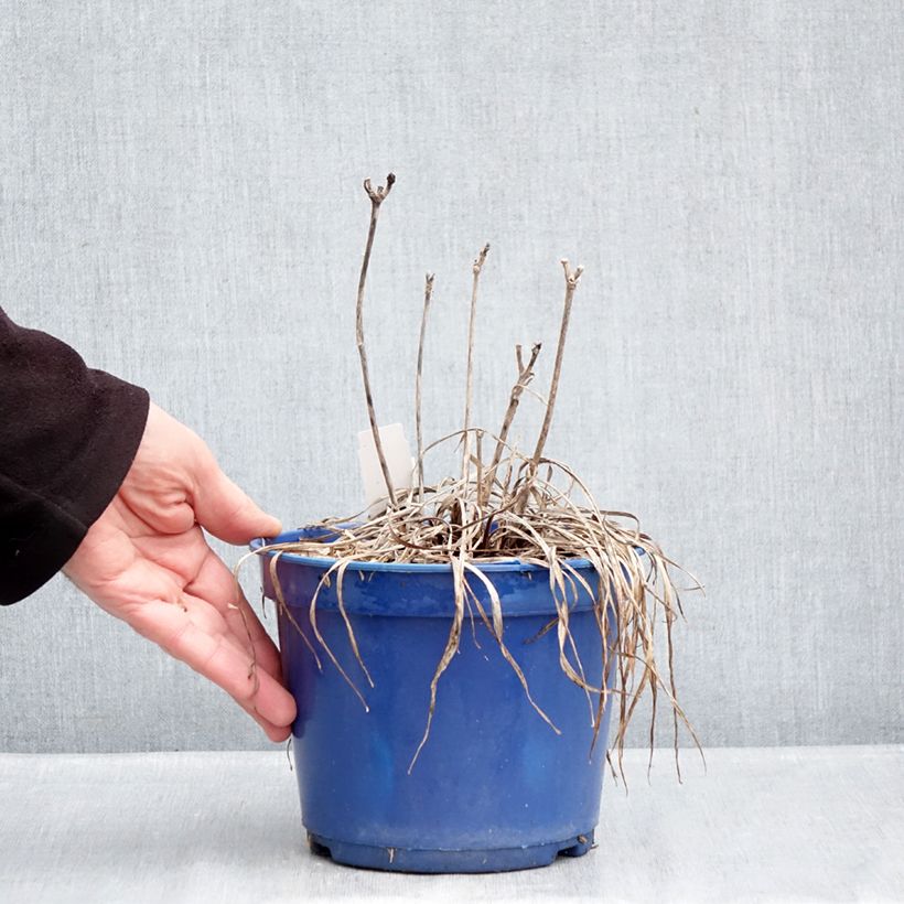 Spécimen de Hémérocalle Everydaylily Cerise - Lis d'un jour Pot de 2L/3L tel que livré en hiver