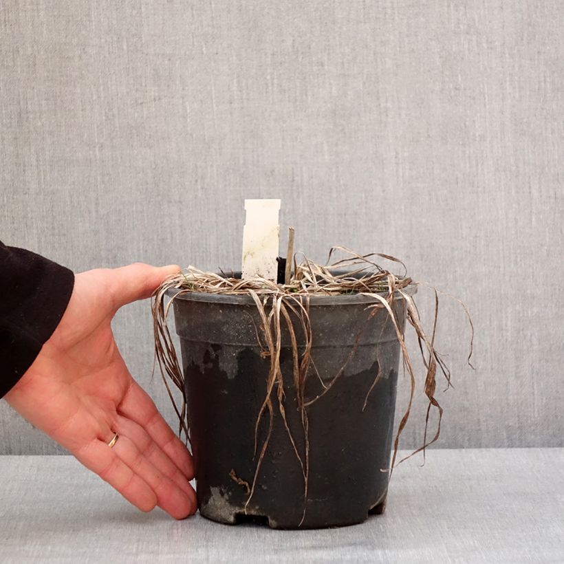 Spécimen de Hémérocalle Everydaylily Punch Yellow - Lis d'un jour Pot de 2L/3L tel que livré en hiver