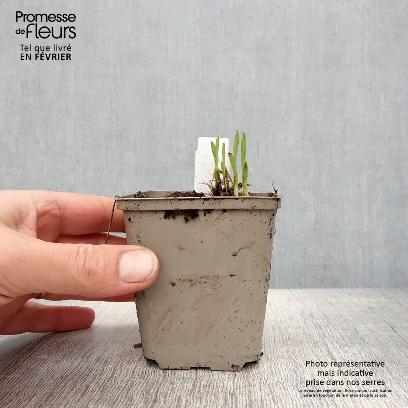 Spécimen de Hémérocalle Everydaylily Red Ribs - Lis d'un jour Godet de 8/9 cm tel que livré en hiver