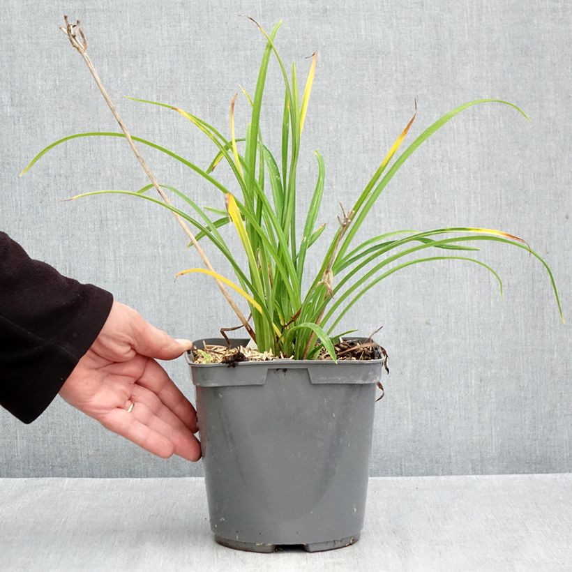 Spécimen de Hémérocalle Everydaylily Red Ribs - Lis d'un jour Pot de 2L/3L tel que livré en automne