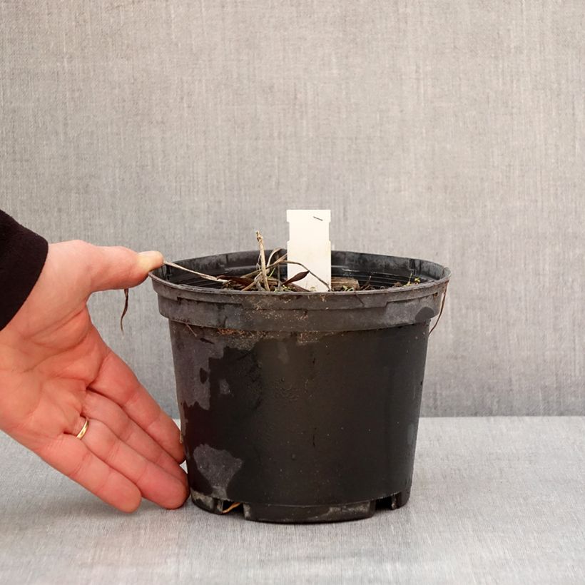 Spécimen de Hémérocalle Everydaylily Red Ribs - Lis d'un jour Pot de 2L/3L tel que livré en hiver