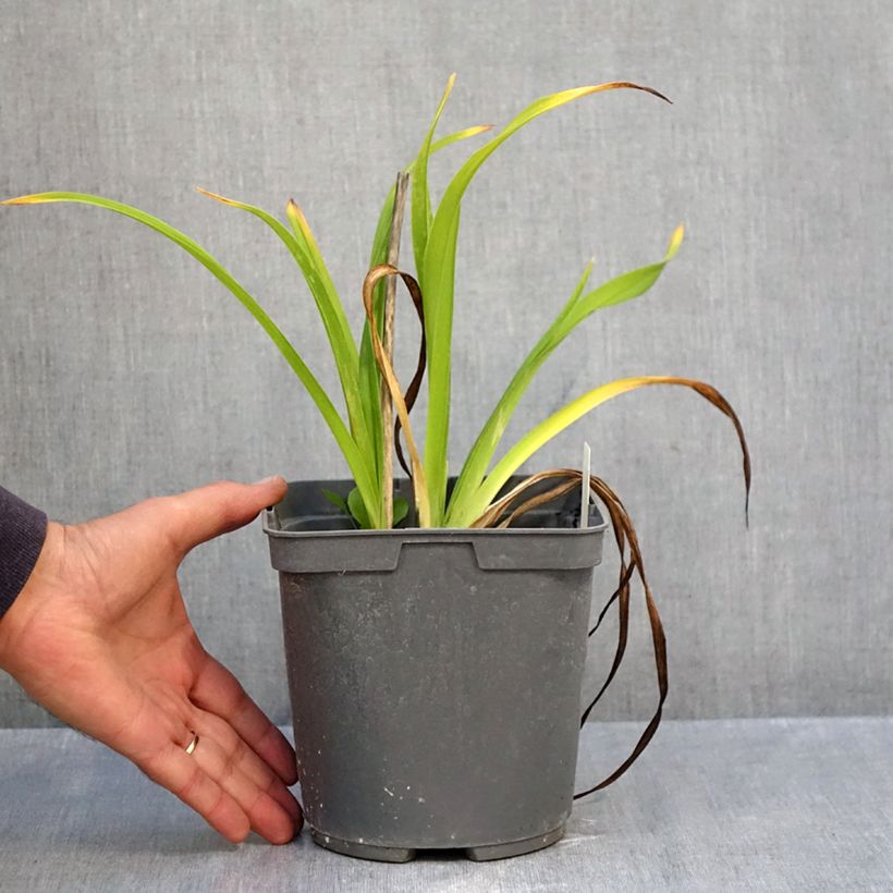 Spécimen de Hémérocalle Exotic Treasure - Lis d'un jour Pot de 1L/1,5L tel que livré en automne