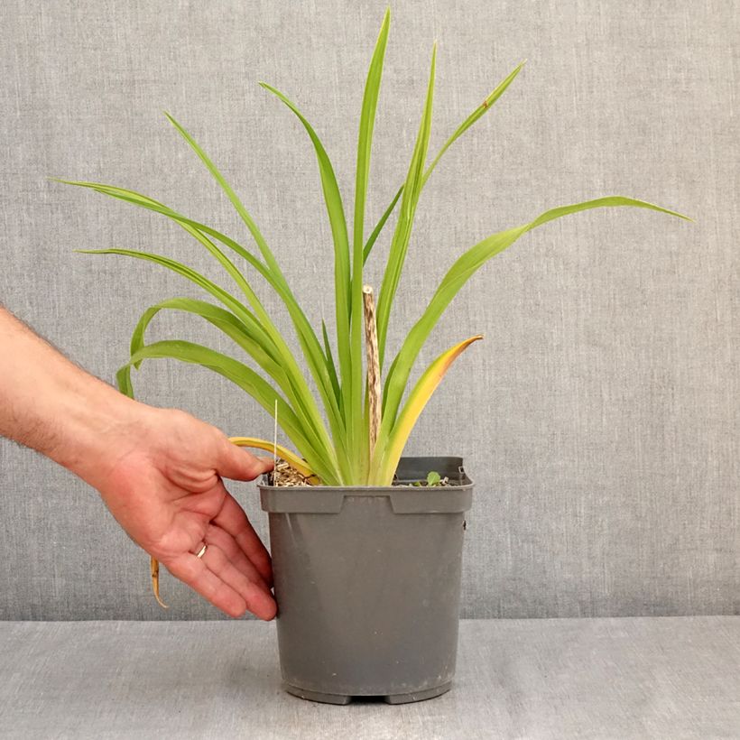 Spécimen de Hémérocalle Exotic Treasure - Lis d'un jour Pot de 1L/1,5L tel que livré en été