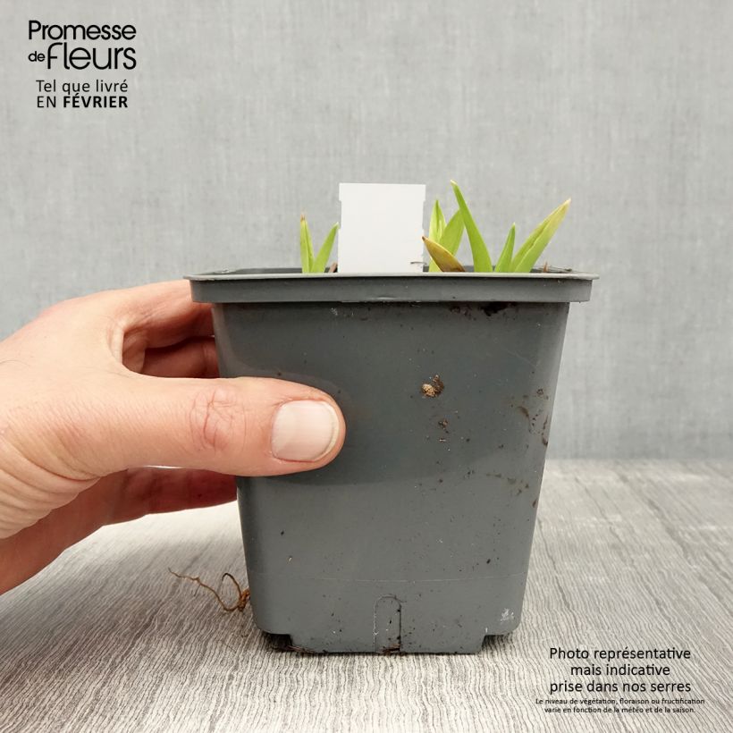 Spécimen de Hémérocalle Exotic Treasure - Lis d'un jour Pot de 1L/1,5L tel que livré en hiver