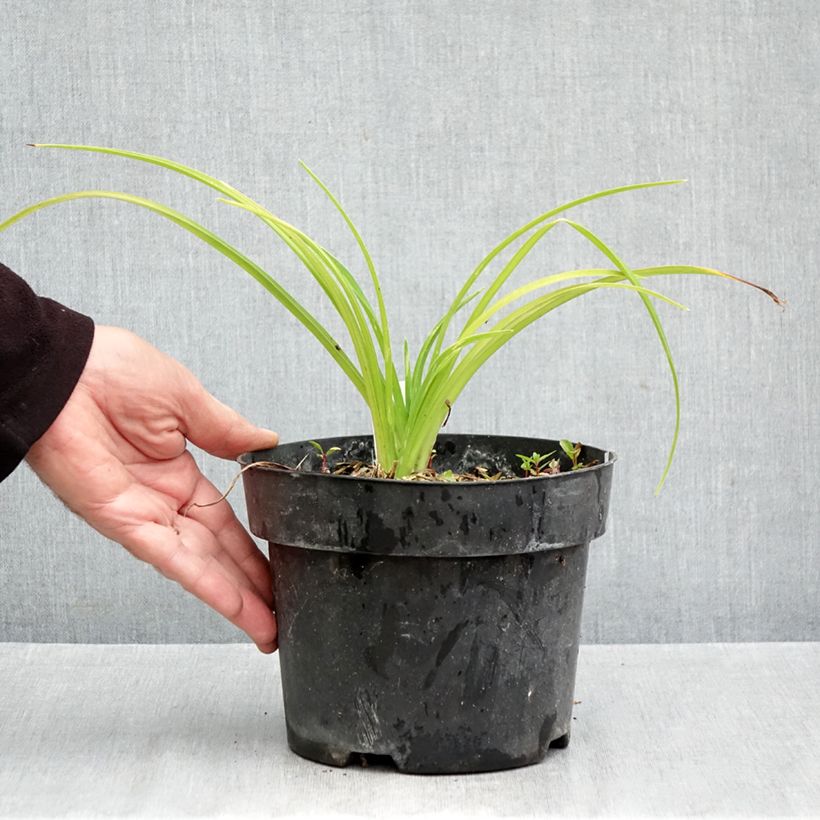 Spécimen de Hémérocalle Final Touch - Lis d'un jour rose carmin à centre vert Pot de 2L/3L tel que livré en automne