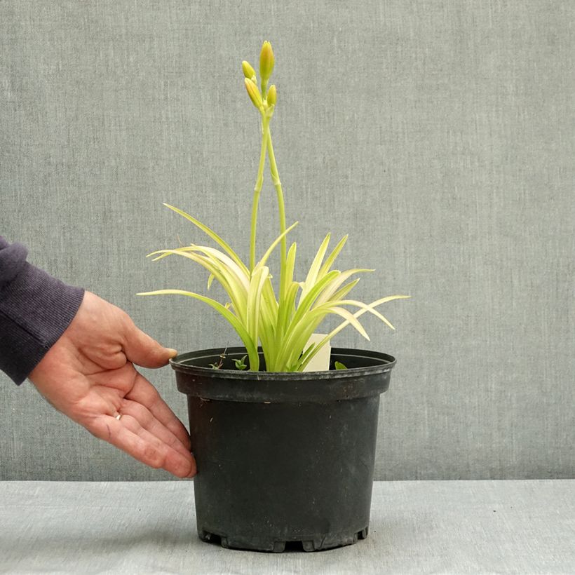 Spécimen de Hémérocalle Final Touch - Lis d'un jour rose carmin à centre vert Pot de 2L/3L tel que livré en été
