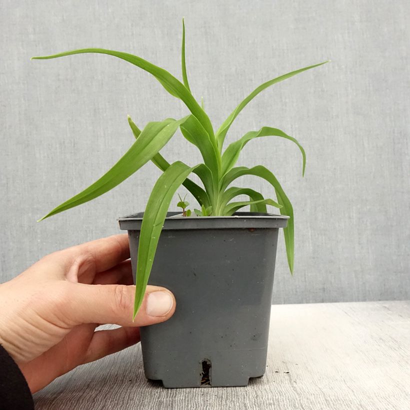 Spécimen de Hémérocalle Flight of The Dragon - Lis d'un jour Pot de 1L/1,5L tel que livré au printemps