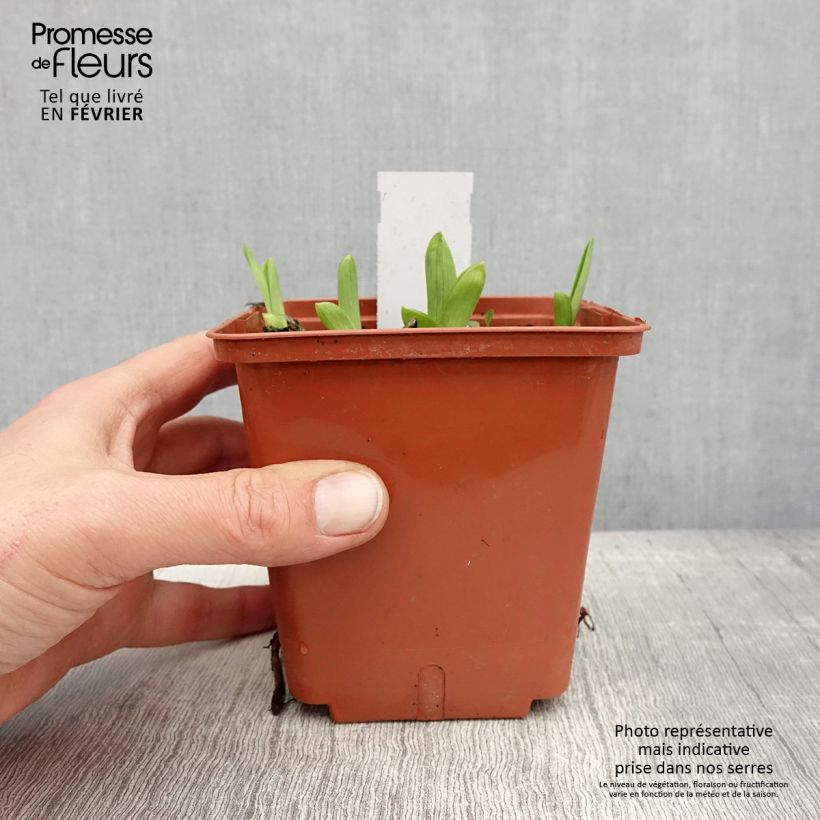 Spécimen de Hémérocalle Fooled Me - Lis d'un jour Pot de 1L/1,5L tel que livré en hiver