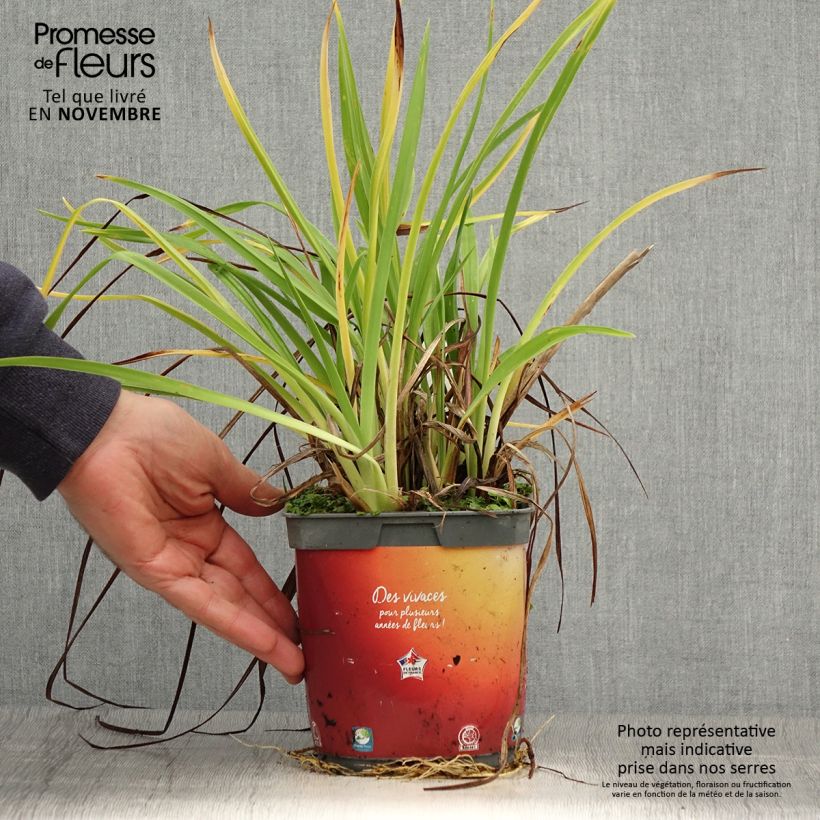Spécimen de Hémérocalle Frans Hals - Lis d'un Jour bicolore rouge orange Pot de 1L/1,5L tel que livré en automne