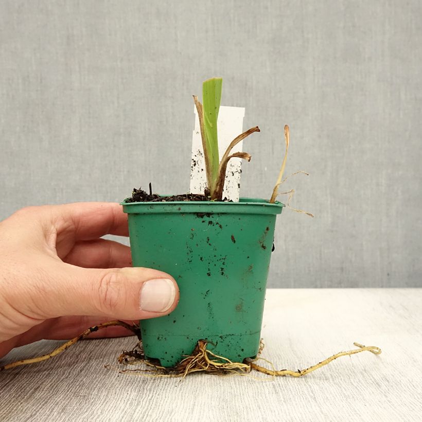 Spécimen de Hémérocalle fulva - Lis d'un jour Godet de 8/9 cm tel que livré en automne