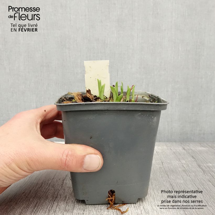 Spécimen de Hémérocalle Graces of Ganymede - Lis d'un jour Pot de 1L/1,5L tel que livré en hiver