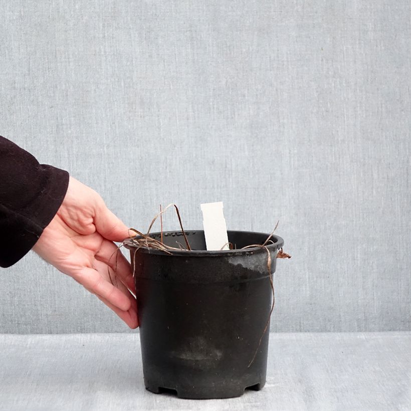 Spécimen de Hémérocalle Happy Returns - Lis d'un jour jaune citron Pot de 2L/3L tel que livré en hiver