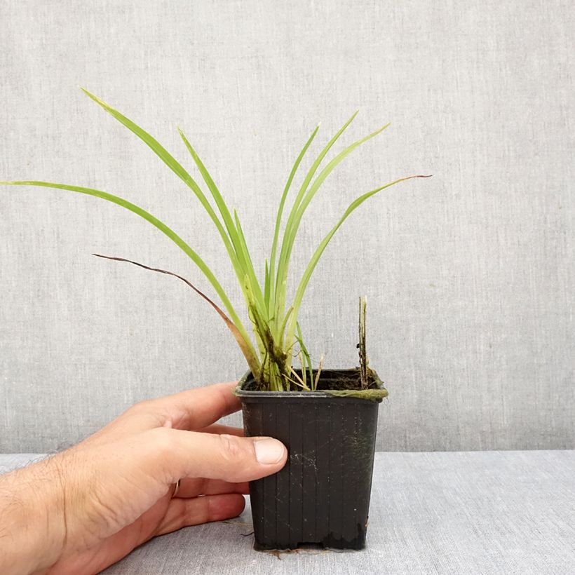 Spécimen de Hémérocalle Hot Wheels - Lis d'un jour type Spider Godet de 8/9 cm tel que livré en automne